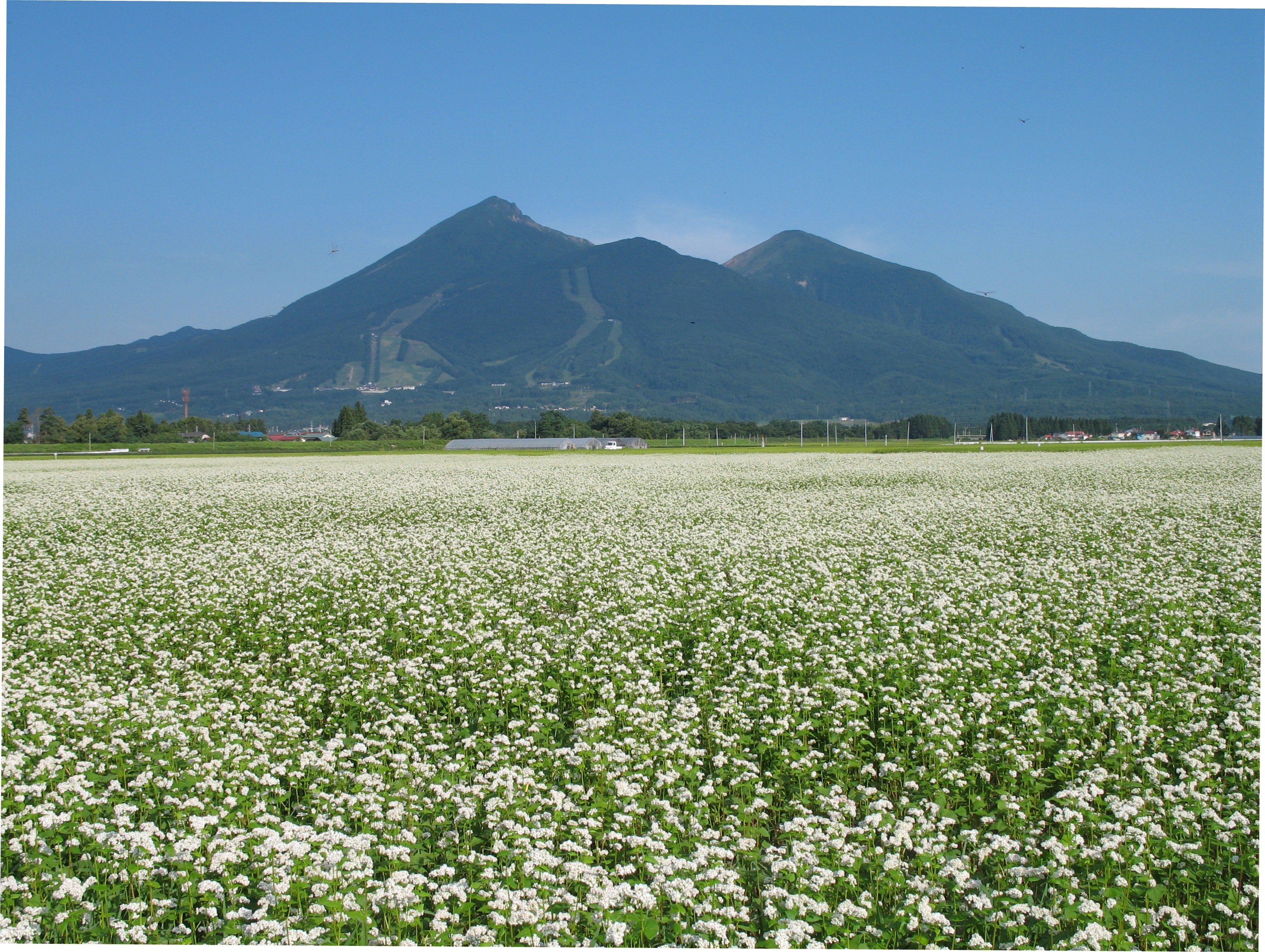 蕎麦の花が咲いています 公式サイト ホワイトペンション 福島県会津磐梯高原猪苗代