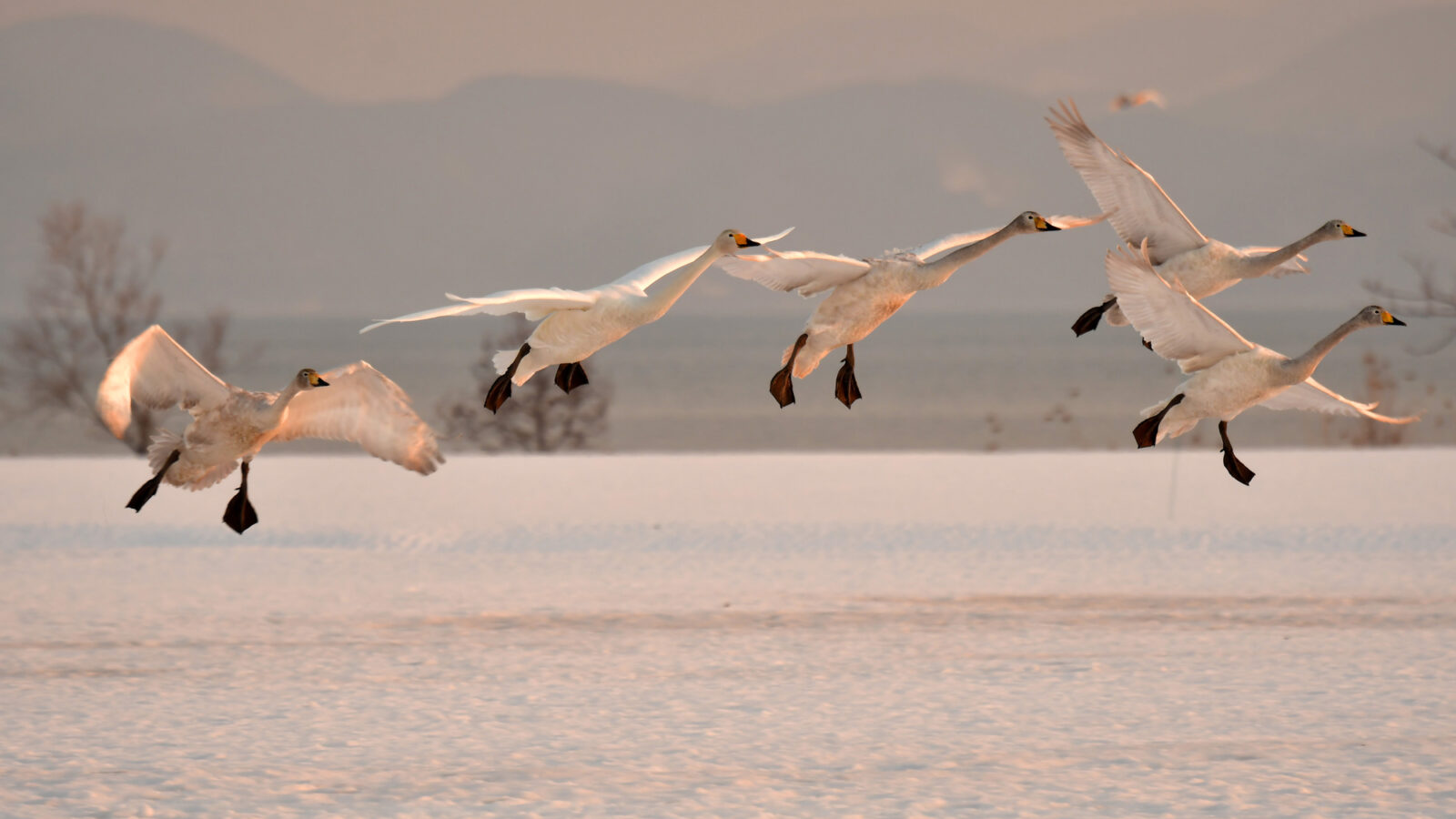公式サイト】ヒーリングイン・ホワイトペンション - 福島県会津磐梯