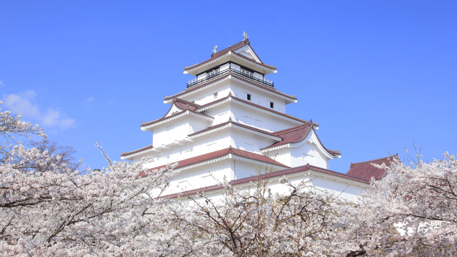 会津・鶴ヶ城~桜~【当館より車で25分】